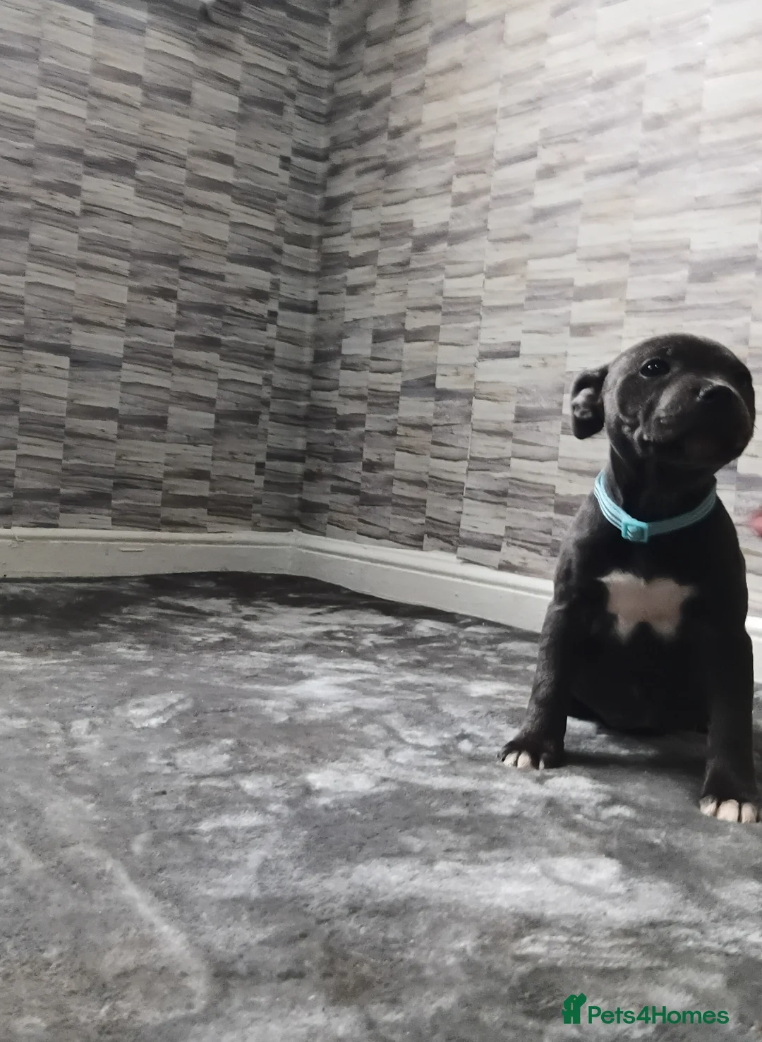 Staffordshire Bull Terrier dogs for sale: STAFFORDSHIRE BULL TERRIER PUPS - Advert 1