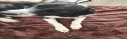 Border Collie dogs for sale: Mercedes in Telford - Advert 6