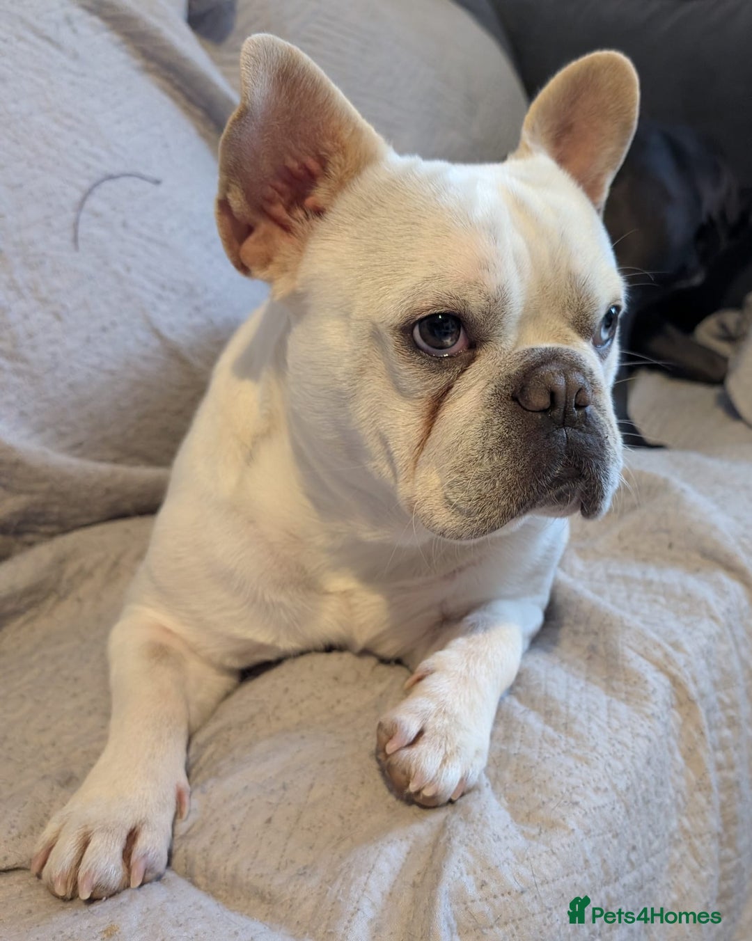 French Bulldog dogs for sale: Frenchie puppies  - Advert 3