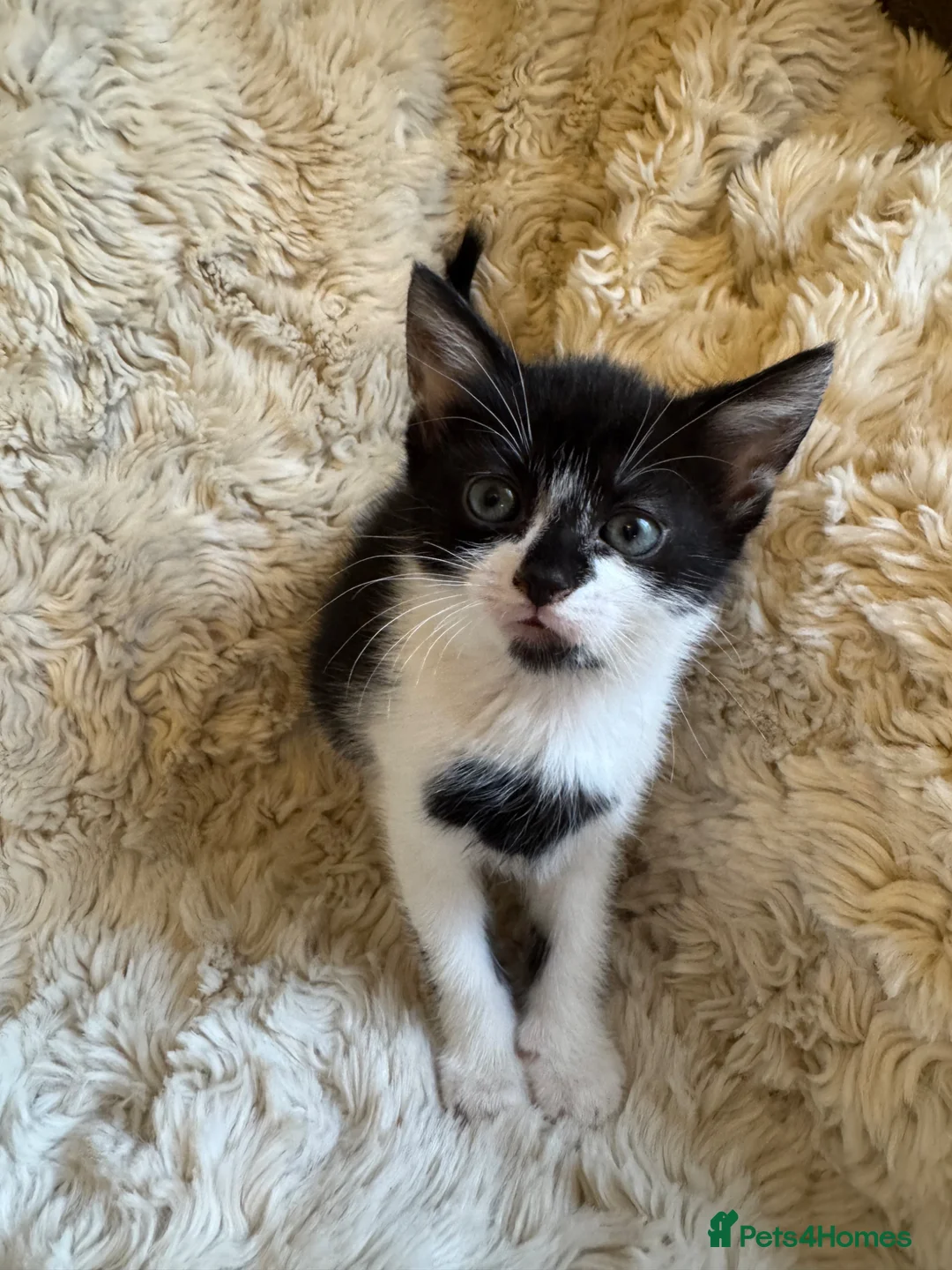Mixed Breed cats for sale: 2 beautiful kittens ready for their forever homes - Advert 2
