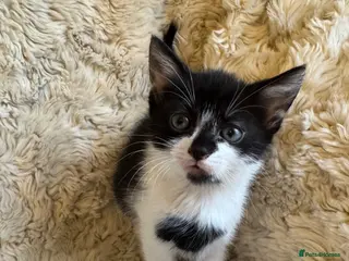 Mixed Breed cats Last 2 kittens ready for their forever homes - Advert 13