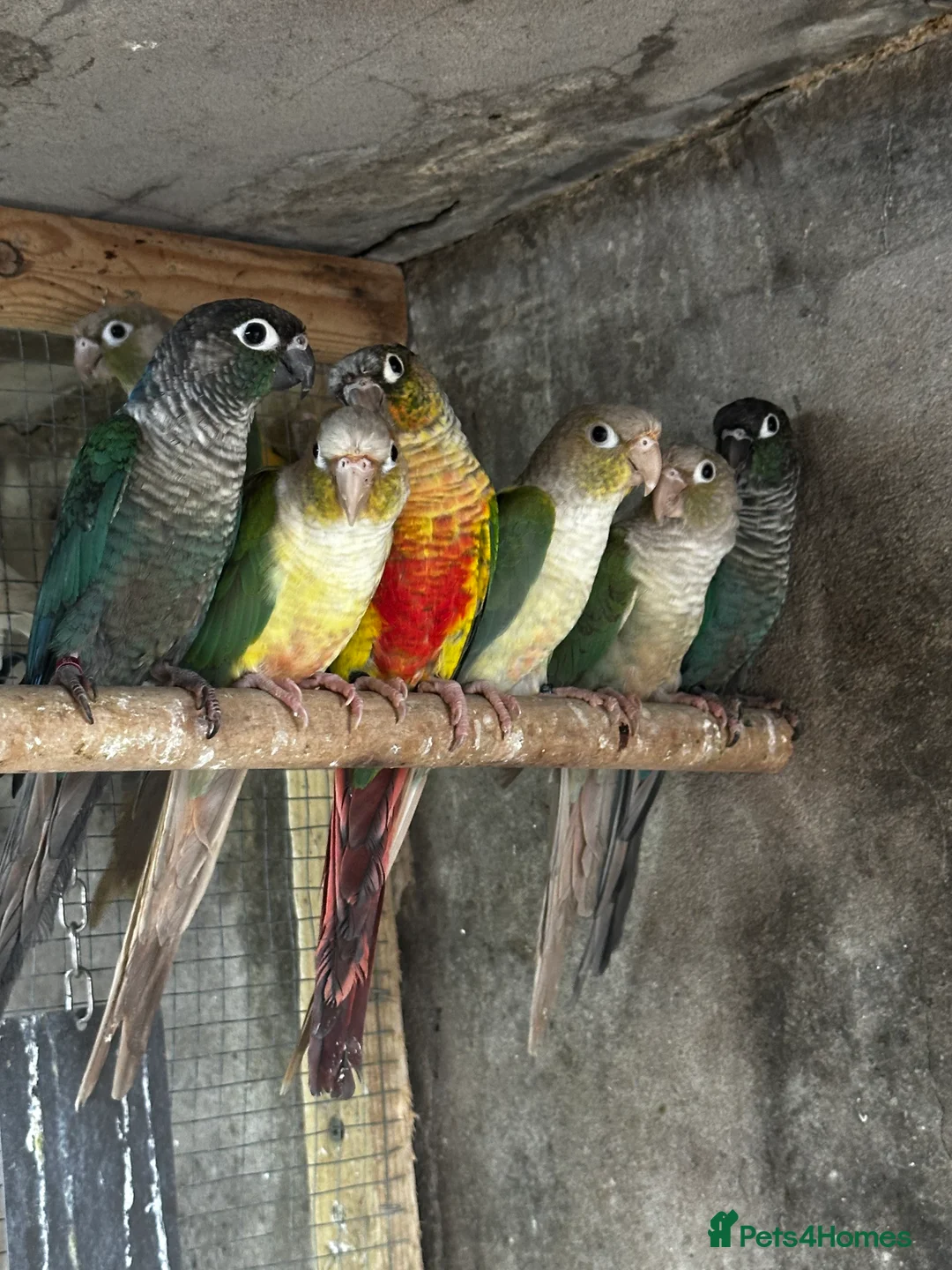 Mixed Breed birds for sale: Different birds for sale  - Advert 2