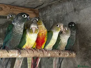 Mixed Breed birds Different birds for sale - Advert 1