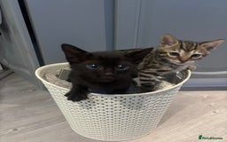 Bengal cats for sale: Black and charcoal Bengal kittens  - Image 1