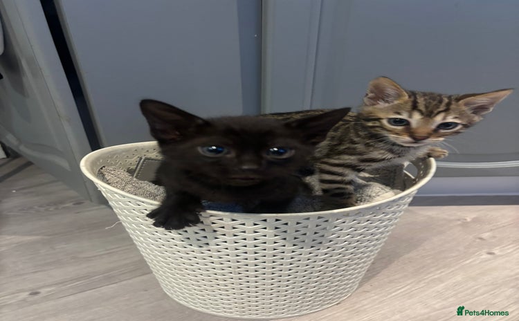 Bengal cats - Advert 15