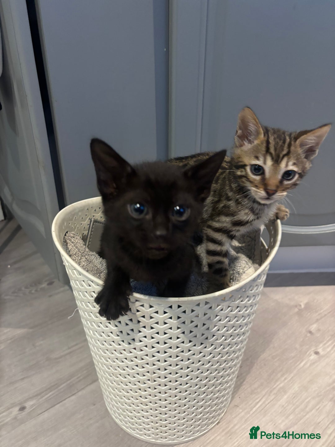 Bengal cats for sale: Black and charcoal Bengal kittens  - Image 1