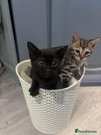 Bengal cats - Advert 1