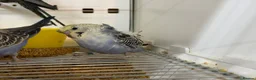 Budgerigars birds for sale: Helicopter split budgies  - Advert 5