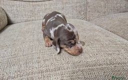 Miniature Dachshund dogs for sale: Miniature dachshund Puppies  - Advert 15