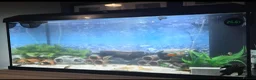 Plecos fish for sale: Full tank set up + All fish  - Advert 2