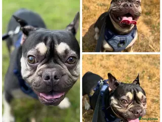 French Bulldog dogs French bulldog rolo - Advert 2