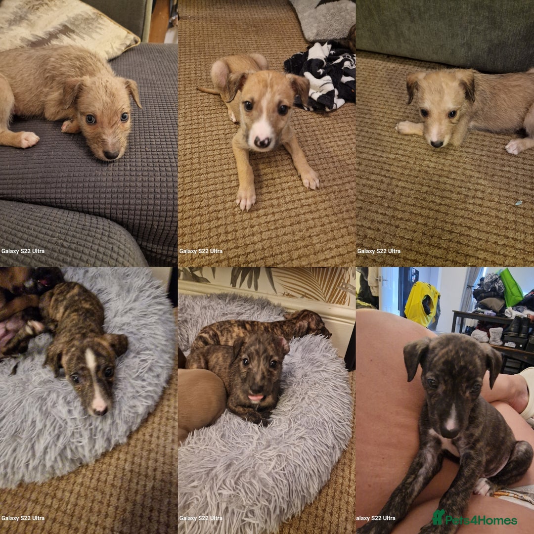 Lurcher dogs for sale: Lurcher poppies  - Image 1