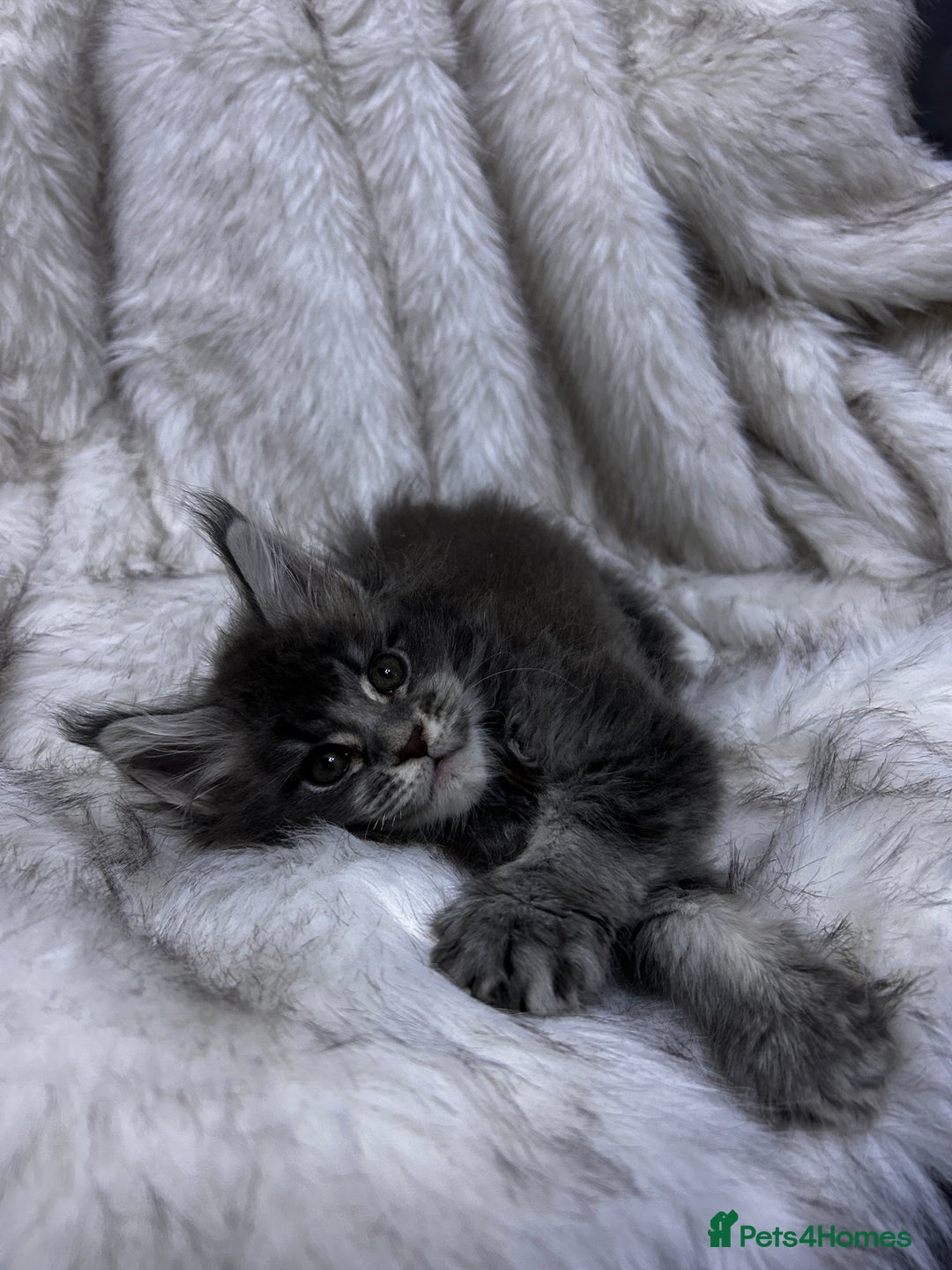 Maine Coon cats for sale: Maine Coon kitten  - Advert 11