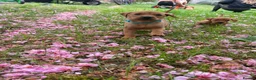 Mixed Breed dogs for sale: 8 beautiful red Vizslador puppies vizsla Labrador  in Ipswich - Advert 23