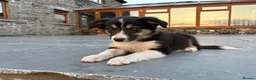 Border Collie dogs for sale: Beautiful Welsh Border Collie Puppies in Brecon - Advert 9