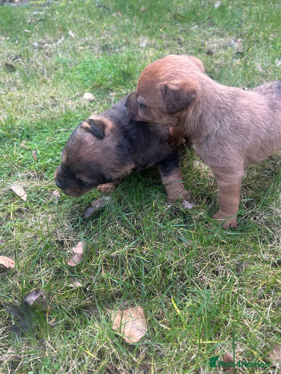 Patterdale Terrier dogs for sale: Stunning Patterdale pups  - Advert 26