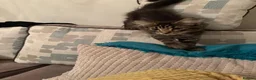 Mixed Breed cats for sale: Two fluffy mixed breed tabbies ready now - Advert 17