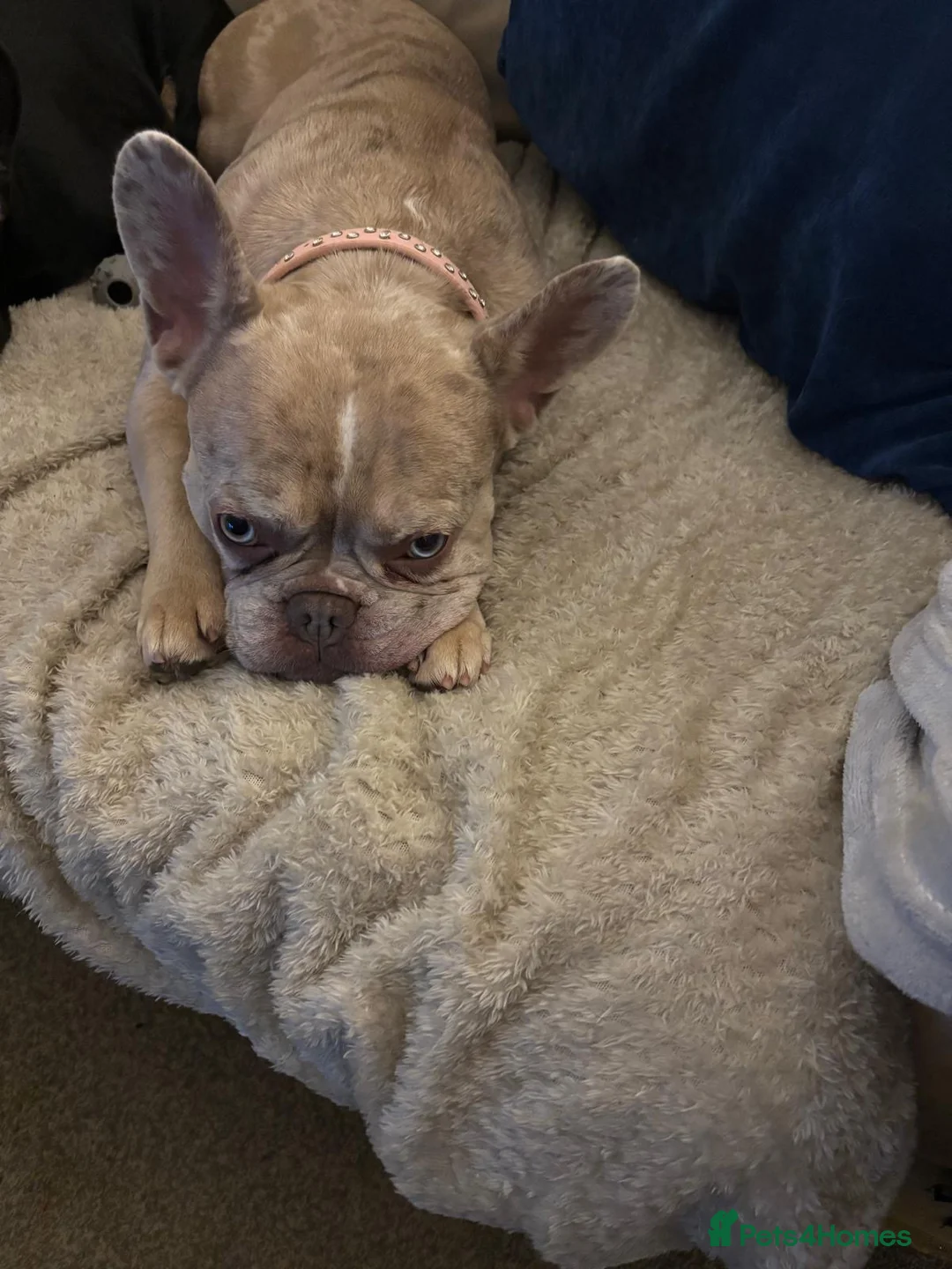 French Bulldog dogs for sale: Female French bulldog - Advert 2