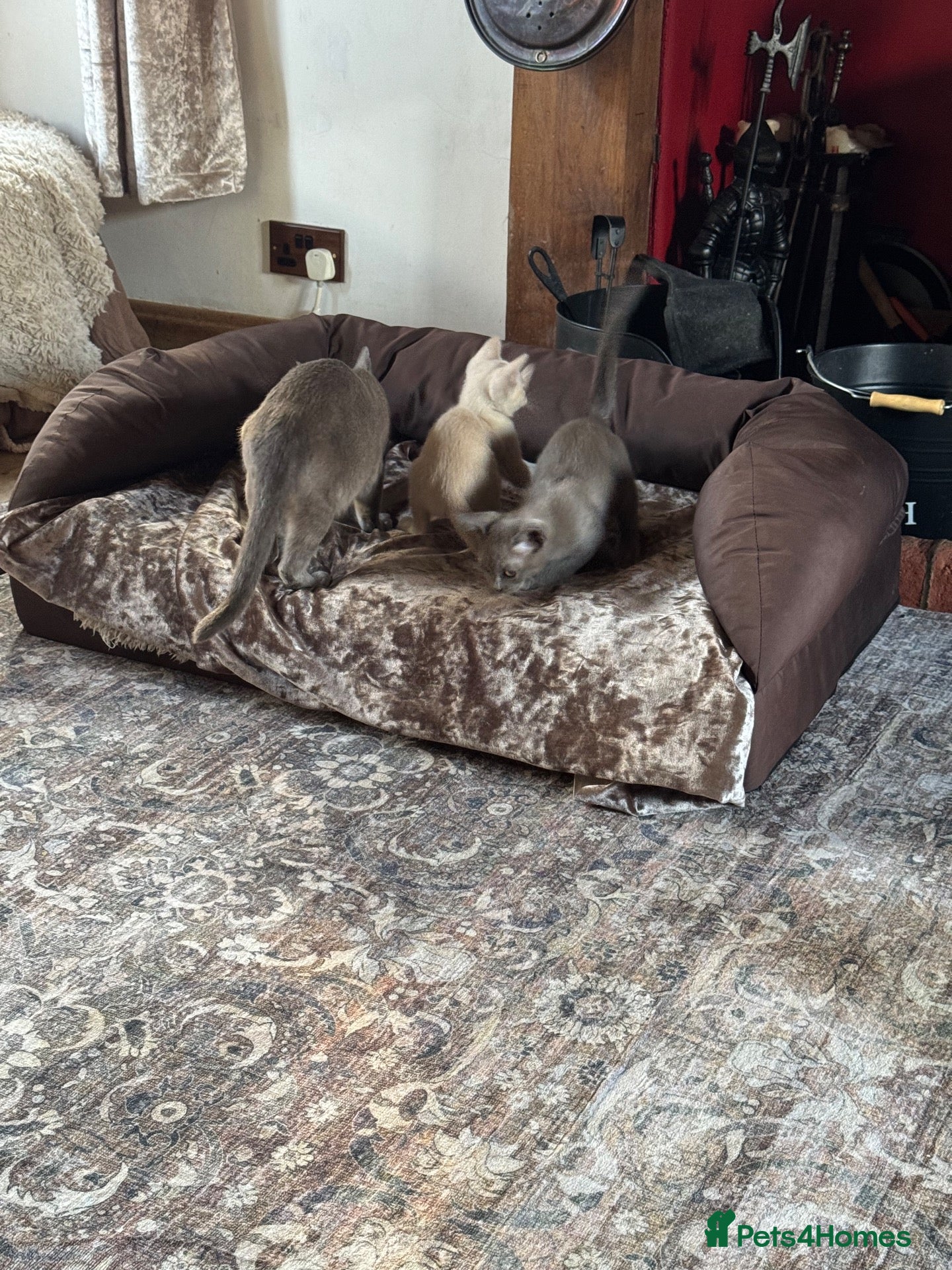 Burmese cats for sale: Gorgeous Playful Loving Burmese Kittens  - Advert 2