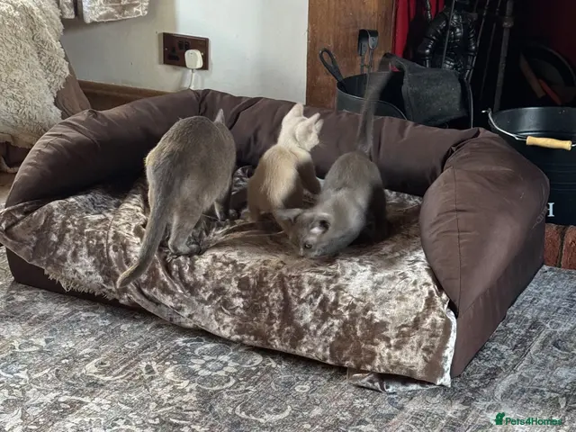 Burmese cats for sale: Gorgeous Playful Loving Burmese Kittens - Advert 2
