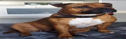 Staffordshire Bull Terrier dogs for sale: 6 beauitful pups looking for there 5 star homes  - Advert 4