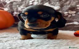 Dachshund dogs for sale: Beautiful Dachshund Puppies Ready to go 8th Nov  - Image 15