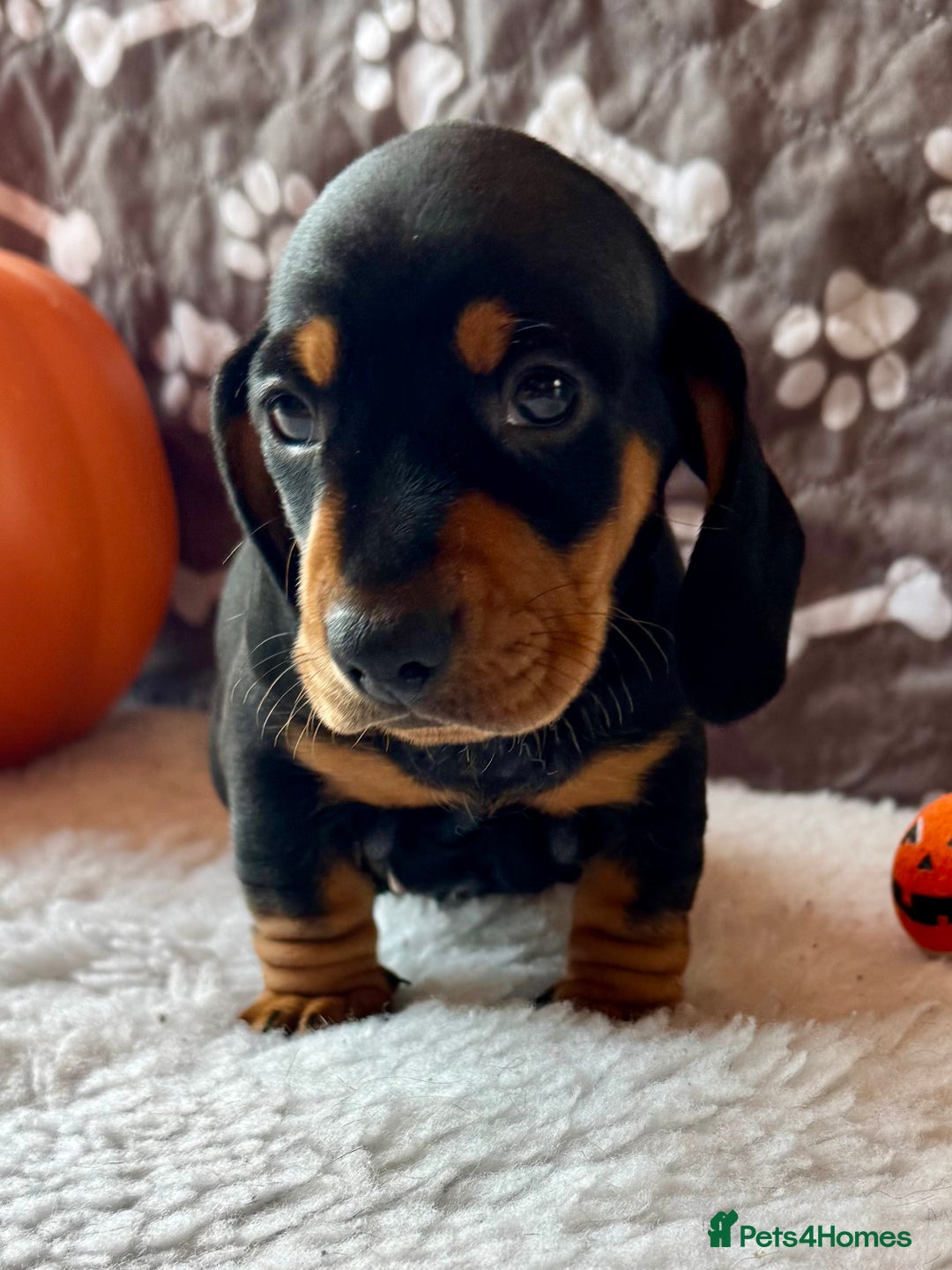 Dachshund dogs for sale: Beautiful Dachshund Puppies Ready to go 8th Nov  - Image 15