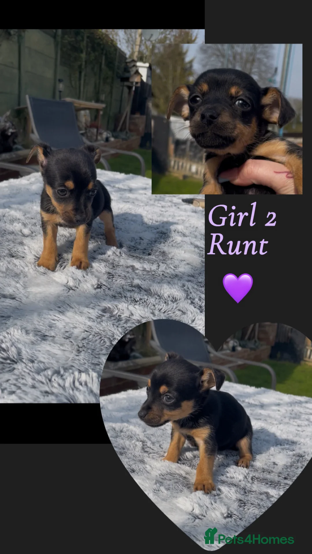 Jack Chi dogs for sale: Chihuahuas X puppies in Sittingbourne - Advert 2