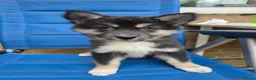 Siberian Husky dogs for sale: PLEASE READ THE DESCRIPTION CAREFULLY. - Advert 16