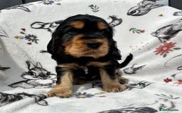 Cocker Spaniel dogs for sale: 1 Black and Tan boy KC Show Cocker Spaniel - Image 8