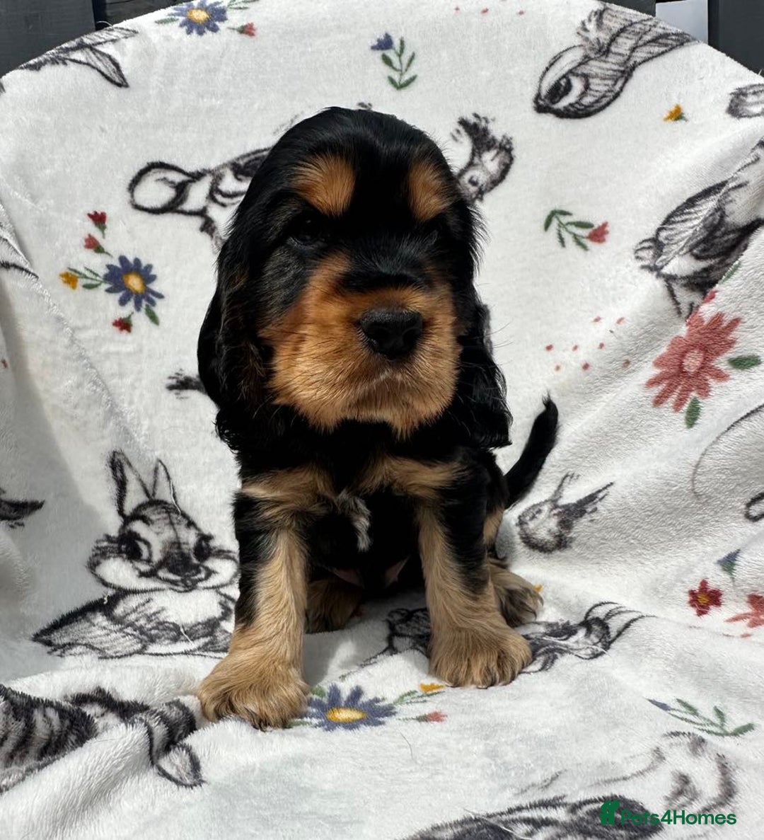 Cocker Spaniel dogs for sale: 1 Black and Tan boy KC Show Cocker Spaniel - Image 8
