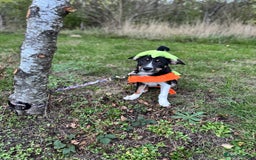 Border Collie dogs for sale: Border Collie Pup Dahlia  - Image 4