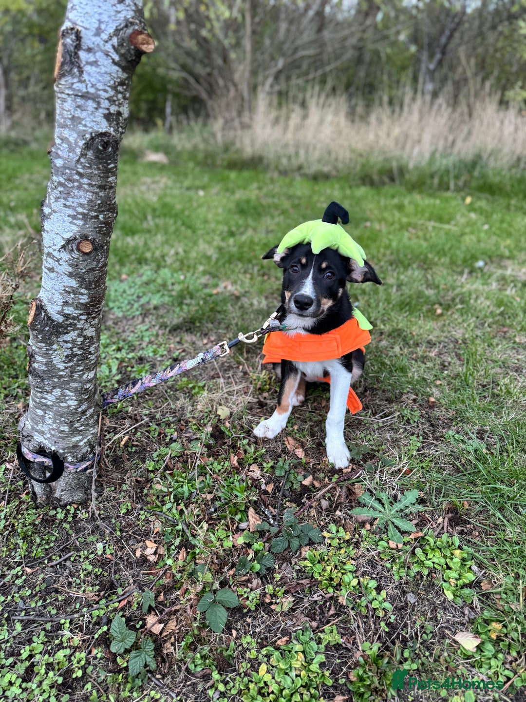 Border Collie dogs for sale: Border Collie Pup Dahlia  - Image 4