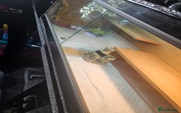 Bearded Dragon reptiles for sale: Breaded dragen  - Image 2