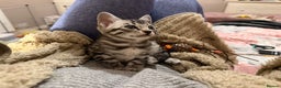 Bengal cats for sale: ⭐️Divine silver black spotted tabby bengal ⭐️ - Advert 28