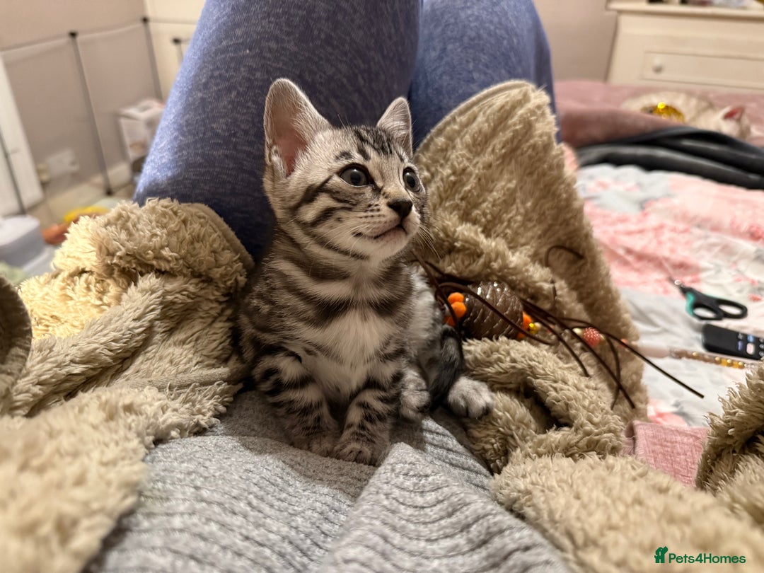 Bengal cats for sale: ⭐️Divine silver black spotted tabby bengal ⭐️ - Advert 28