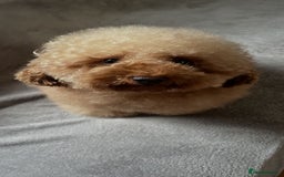 Toy Poodle dogs for stud: Gorgeous Red Toy Poodle For Stud - Image 4
