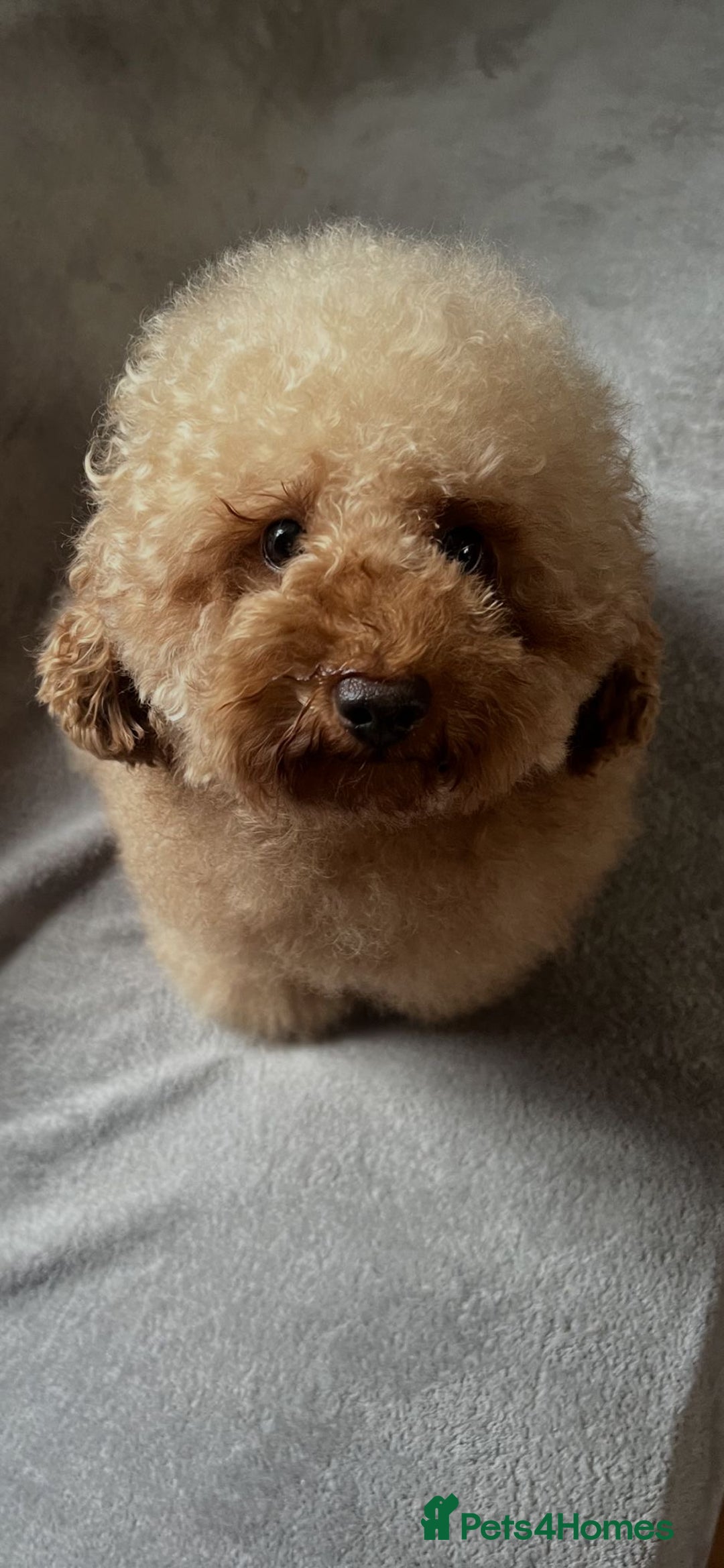 Toy Poodle dogs for stud: Gorgeous Red Toy Poodle For Stud - Image 4