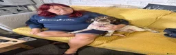 Sprocker dogs for sale: Benni boy looking for his forever home  - Advert 3