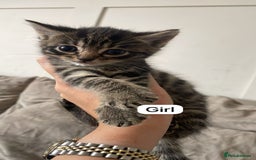 Mixed Breed cats for sale: 3 kittens available - Image 3