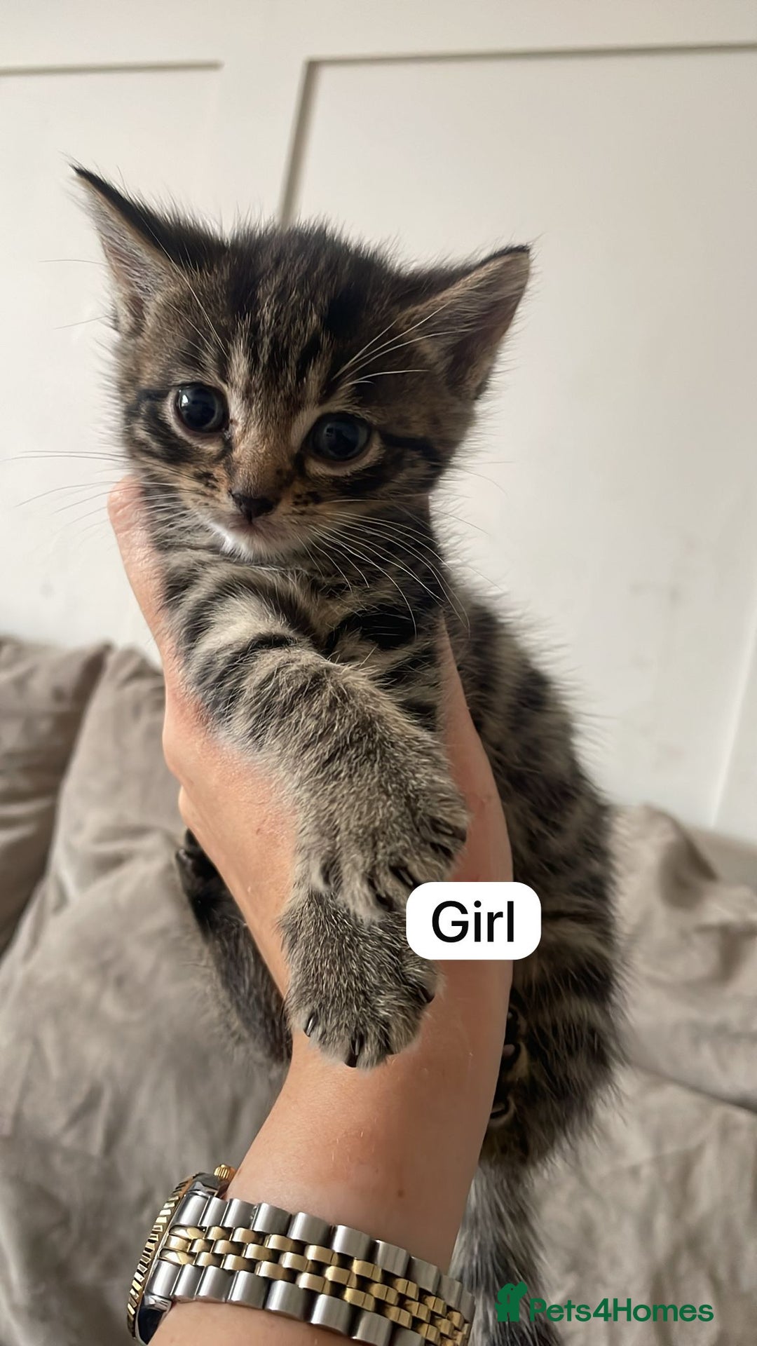 Mixed Breed cats for sale: 3 kittens available - Image 3