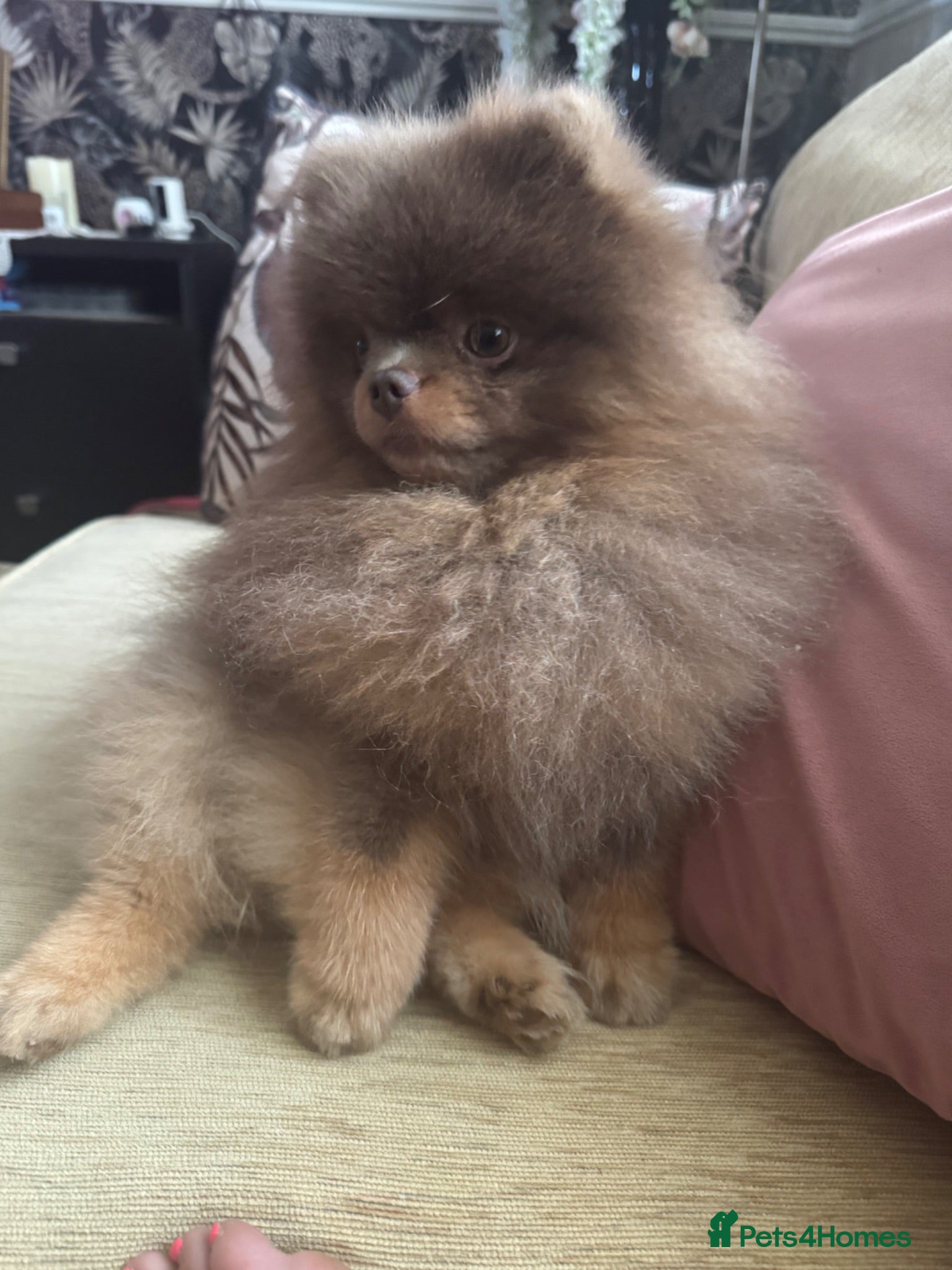 Pomeranian dogs TINY KC Reg Lilac & Tan Stud  - Advert 2