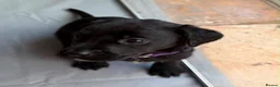 Labrador Retriever dogs for sale: Gorgeous Black Labrador pups for sale - Advert 5