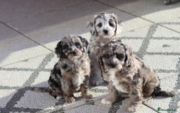 Cavapoo dogs for sale: F1 Cavapoo puppies for sale - Image 13