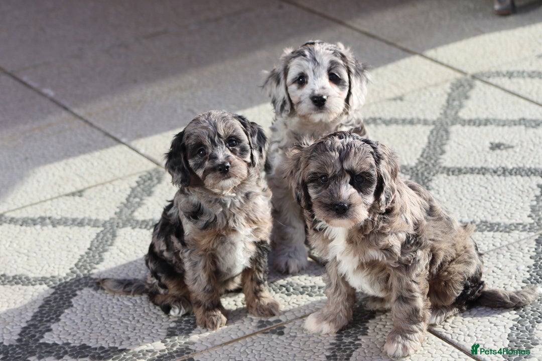 Cavapoo dogs for sale: F1 Cavapoo puppies for sale - Image 13
