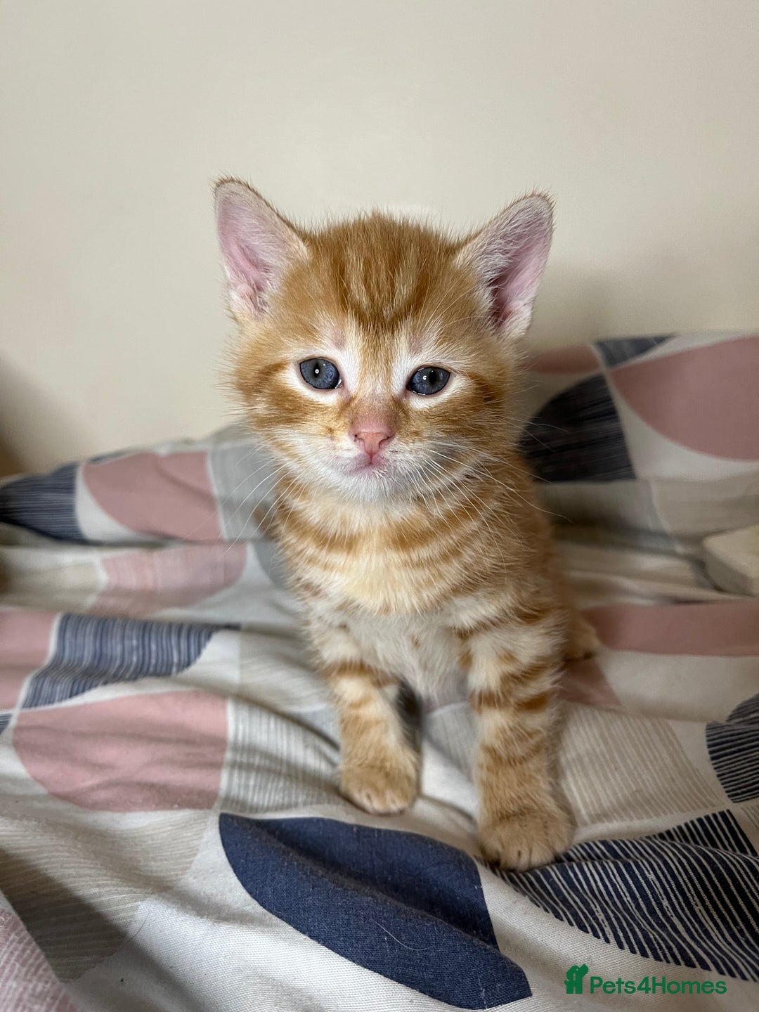 Mixed Breed cats for sale: 🐾 Adorable Litter of 5 Playful Kittens  - Image 19