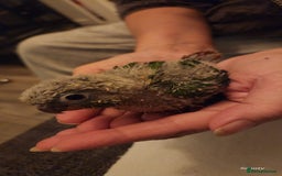 Parrots birds for sale: Hand reared baby conures ready end of nov - Image 3