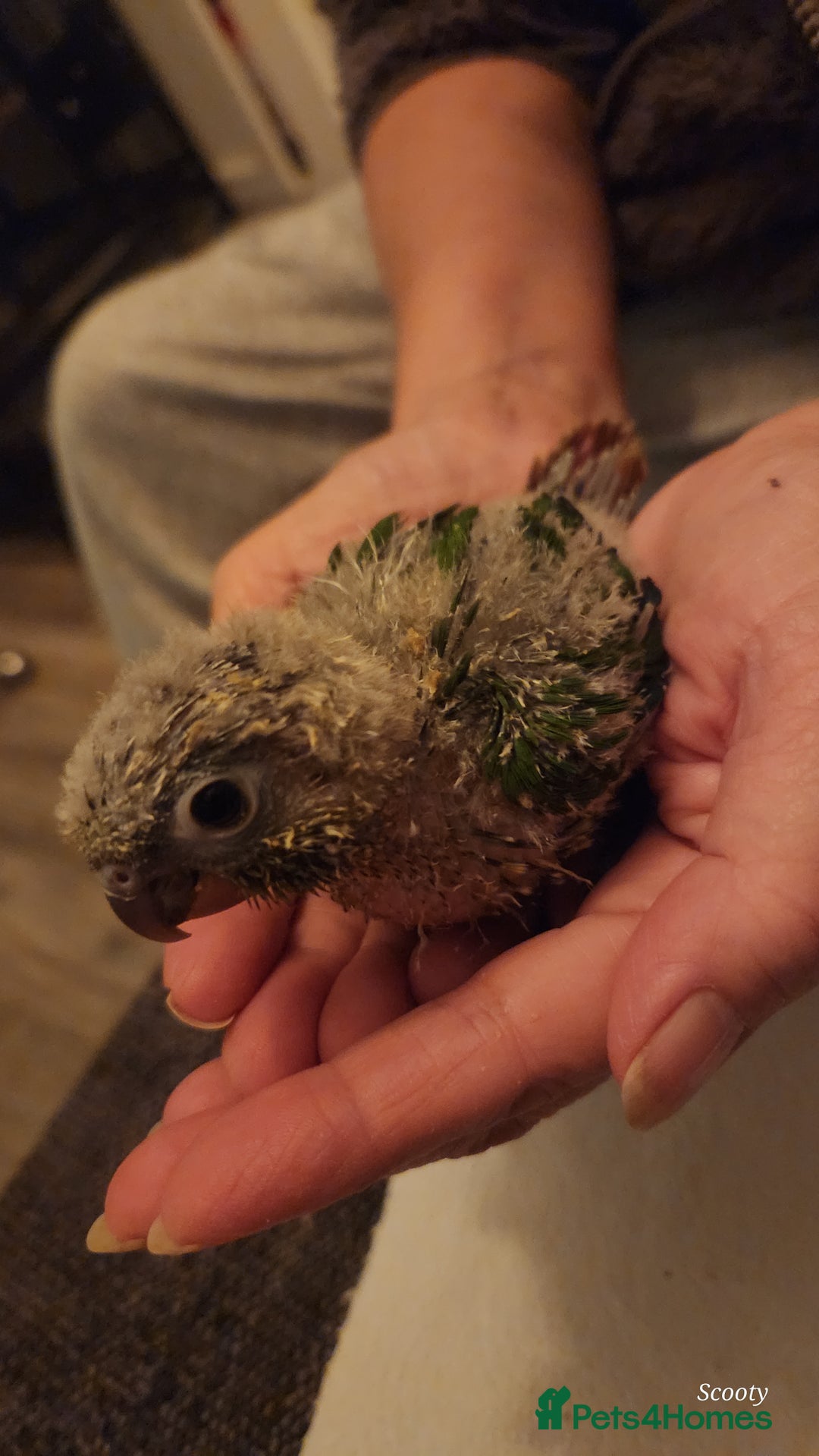 Parrots birds for sale: Hand reared baby conures ready end of nov - Image 3