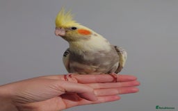 Cockatiels birds for sale: Hand reared silly tame DNA sexed baby cockatiels  - Image 24