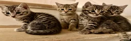 Bengal cats for sale: 4 bengal mix kittens  in London - Advert 2